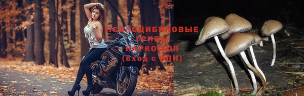 эйфоретик Аркадак